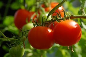 Troc de tomates jardinage
