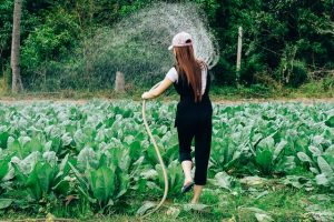 jardinage
