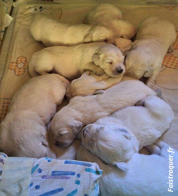 Chiots Golden Retriever Blanc LOF