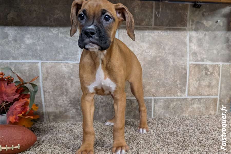Donne chiot boxer bringée