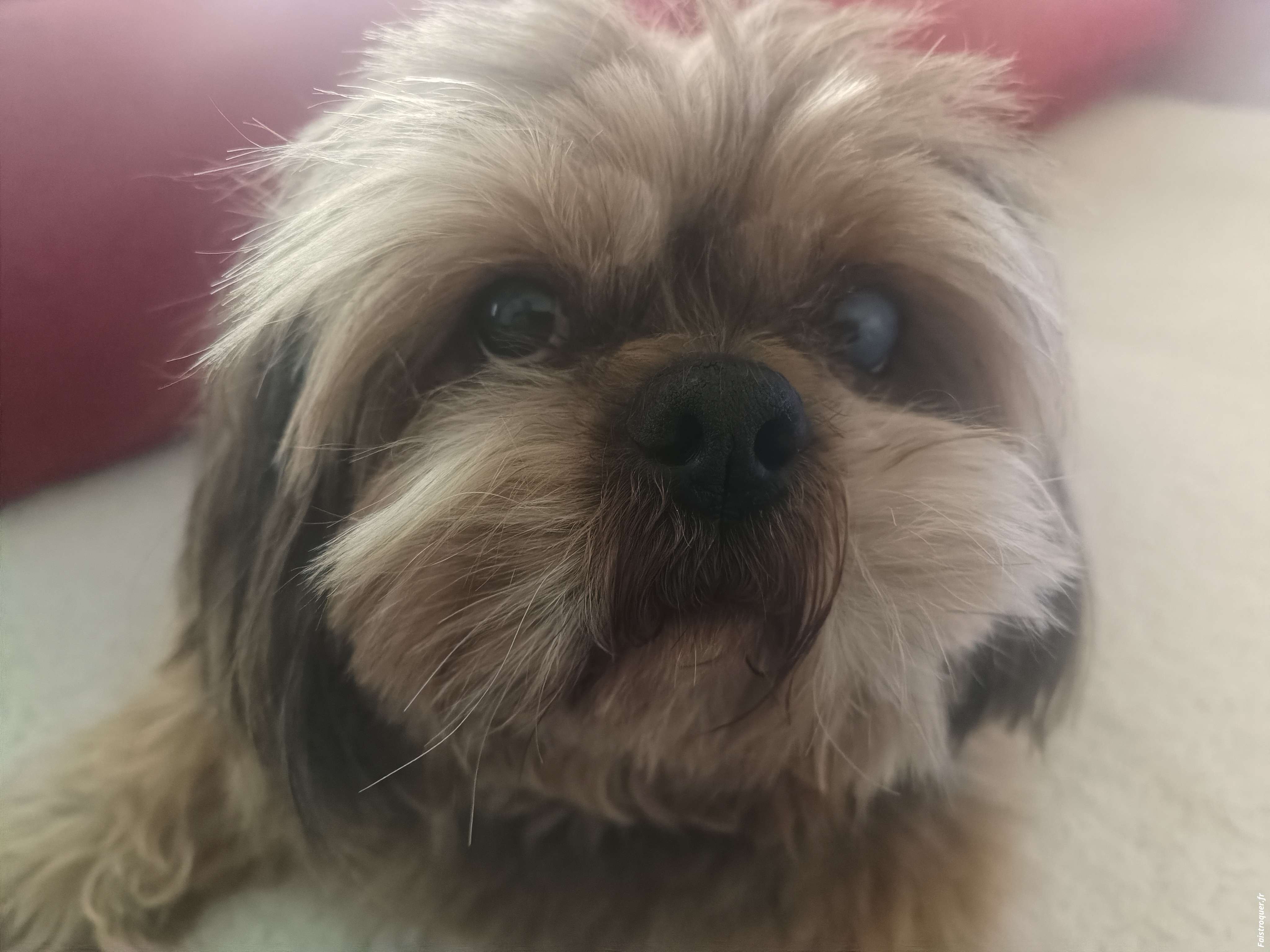 Fredo